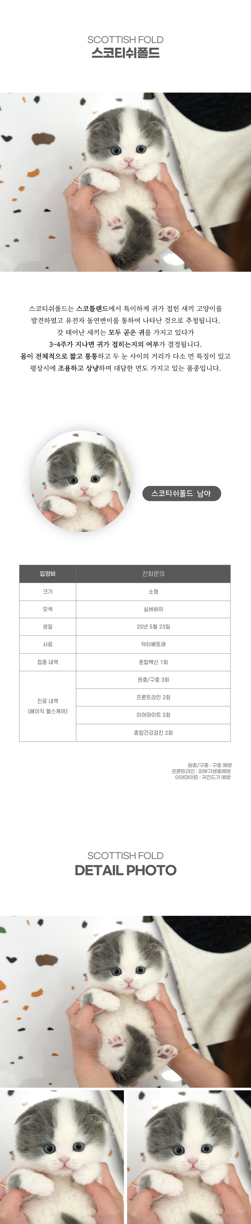 스코티쉬폴드_상세이미지_2